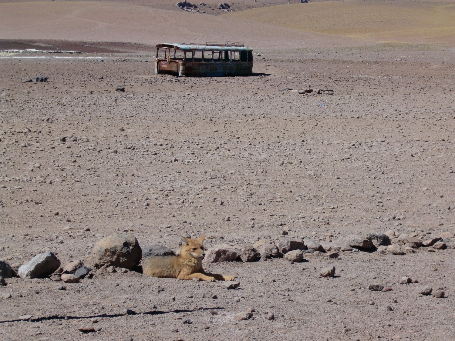 Fox and bus on the border Chile / Boliva